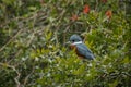 Bird of pantanal in the nature habitat Royalty Free Stock Photo