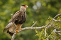 Bird of pantanal in the nature habitat Royalty Free Stock Photo