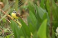 Bird of pantanal in the nature habitat Royalty Free Stock Photo