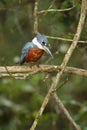 Bird of pantanal in the nature habitat Royalty Free Stock Photo