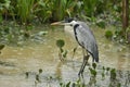 Bird of pantanal in the nature habitat Royalty Free Stock Photo