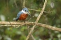 Bird of pantanal in the nature habitat Royalty Free Stock Photo