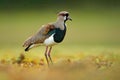 Bird from Pantanal. Southern Lapwing, Vanellus chilensis, water Royalty Free Stock Photo