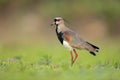 Bird from Pantanal. Southern Lapwing, Vanellus chilensis, water exotic bird during sunrise, Pantanal, Brazil. Wildlife scene from