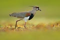 Bird from Pantanal. Southern Lapwing, Vanellus chilensis, water exotic bird during sunrise, Pantanal, Brazil. Wildlife scene from Royalty Free Stock Photo