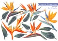 Vector tropical set of Strelitzia Reginae, tropical flowers and leaves. Royalty Free Stock Photo