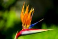 Bird of Paradise