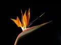 Bird of paradise Royalty Free Stock Photo