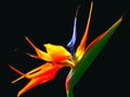 Bird of paradise Royalty Free Stock Photo