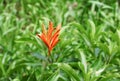 Bird of paradise Beautiful flower Strelitzia Reginae Royalty Free Stock Photo