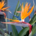 Bird of Paradise Royalty Free Stock Photo
