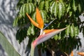 Bird of Paradise Royalty Free Stock Photo