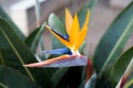 Bird of Paradise Royalty Free Stock Photo