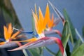 Bird of Paradise Royalty Free Stock Photo