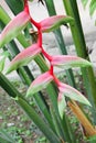 bird of paradise beautiful red flower heliconia Strelitzia Reginae Royalty Free Stock Photo