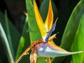 Bird of paradise Beautiful red flower Royalty Free Stock Photo