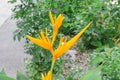 Bird of paradise Beautiful yellow flower Strelitzia Reginae Royalty Free Stock Photo