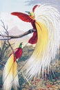 The Bird of Paradise