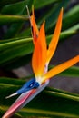 Bird of paradise. Birds of paradise photo