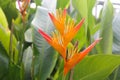 Bird of Paradise in bloom