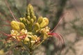 A Bird of Paradise blooms in the southwest New Mexico. Royalty Free Stock Photo