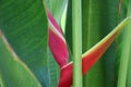 Bird of Paradise bright flower colorful in the nature Royalty Free Stock Photo