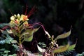 `Bird of paradise` Caesalpinia gilliesii: exotic bush of yellow flowers with long red stamens Royalty Free Stock Photo