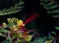 `Bird of paradise` Caesalpinia gilliesii: exotic bush of yellow flowers with long red stamens Royalty Free Stock Photo