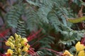 `Bird of paradise` Caesalpinia gilliesii: exotic bush of yellow flowers with long red stamens Royalty Free Stock Photo