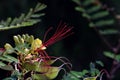 `Bird of paradise` Caesalpinia gilliesii: exotic bush of yellow flowers with long red stamens Royalty Free Stock Photo