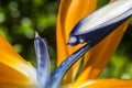 Bird of Paradise detail Royalty Free Stock Photo