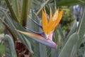 Bird of paradise exotic flower on strelitzia reginale plant on green background of tropical garden, Crete island, Greece Royalty Free Stock Photo