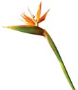 Bird of paradise exotic flower on white background