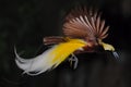 Bird of paradise in flight Royalty Free Stock Photo