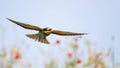 Bird of Paradise in flight, bee-eaters. Merops Apiaster Royalty Free Stock Photo