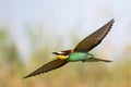 Bird of Paradise in flight, bee-eaters. Merops Apiaster Royalty Free Stock Photo
