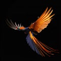 Bird of paradise in flight isolated on a black background, animals, birds Royalty Free Stock Photo