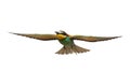 Bird of Paradise in flight isolated on a white background, bee-eaters. Merops Apiaster