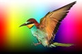 Bird of paradise in flight is on a palette of colors Royalty Free Stock Photo