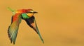 Bird of paradise in flight on a yellow background Royalty Free Stock Photo