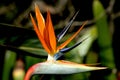 Bird of Paradise flower Royalty Free Stock Photo