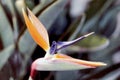 THIS IS A `BIRD OF PARADISE` FLOWER.