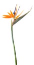 Bird of paradise flower Royalty Free Stock Photo