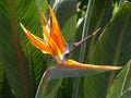 Bird of paradise Flower Royalty Free Stock Photo