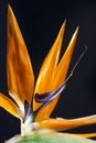 Bird of Paradise Flower