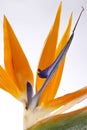 Bird of Paradise Flower Royalty Free Stock Photo