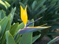 Bird of paradise flower Royalty Free Stock Photo