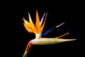 Bird of Paradise Flower Royalty Free Stock Photo