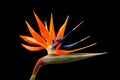 Bird of Paradise Flower Royalty Free Stock Photo