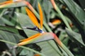 Bird of Paradise flower Royalty Free Stock Photo